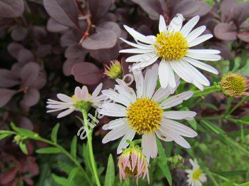 Kalimeris 'Nana White' (Kalimeris incisa)