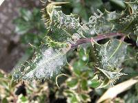 Ilex 'Ferox Argentea' (Ilex aquifolium 'Ferox Argentea')