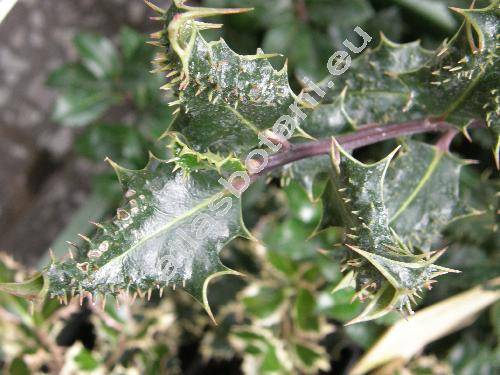 Ilex 'Ferox Argentea' (Ilex aquifolium 'Ferox Argentea')