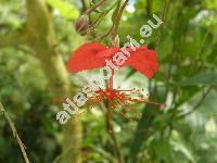 Hibiscus grandidieri Baill. (Ketmia, Abelmoschus)