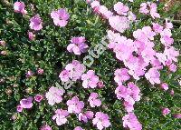 Dianthus microlepis Boiss.