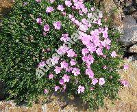 Dianthus microlepis Boiss.