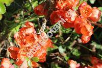 Chaenomeles x superba 'Orange Trail' (Cydonia, Choenomeles, Pyrus)