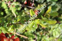 Chaenomeles x superba 'Orange Trail' (Cydonia, Choenomeles, Pyrus)