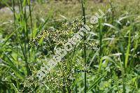 Scirpus sylvaticus L.