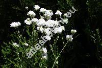 Gypsophila paniculata 'Bristol Fairy'