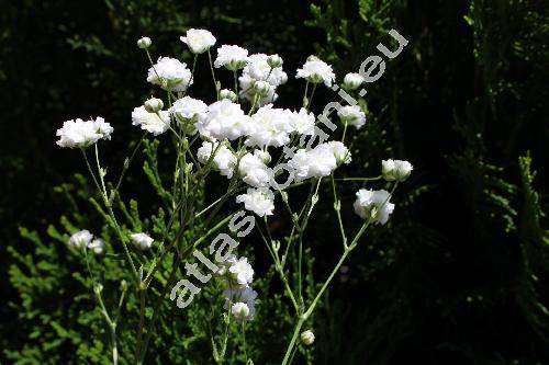 Gypsophila paniculata 'Bristol Fairy'