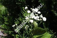 Gypsophila paniculata 'Bristol Fairy'