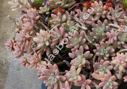 Graptopetalum mendozae Glass et Bas. (Echeveria)