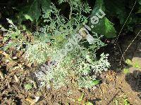 Artemisia arborescens 'Powis Castle' (Artemisia arborescens Vaill. (L.), Absinthium arborescens Vaill.)