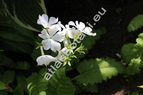 Primula sieboldii 'Snowflake' (Primula sieboldii Morr.)