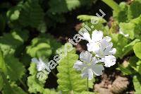 Primula sieboldii 'Snowflake' (Primula sieboldii Morr.)