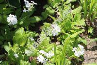 Primula sieboldii 'Snowflake' (Primula sieboldii Morr.)