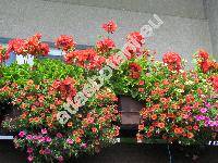 Calibrachoa 'Trio' (Million Bells, Petunie)