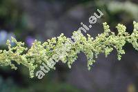 Chenopodium botrys L. (Dysphania botrys (L.) Mosyakin et Clemants)