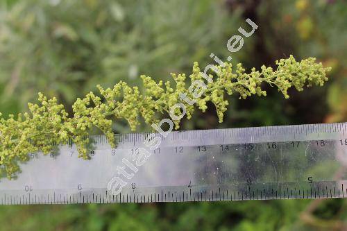 Chenopodium botrys L. (Dysphania botrys (L.) Mosyakin et Clemants)