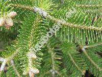 Abies cephalonica Loud. (Abies alba var. cephalonica (Loud.) Richt.)