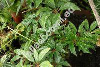 Begonia caroliniifolia Regel (Gireoudia caroliniifolia (Reg.) Klotzsch, Begonia rotata Liebm.)
