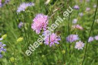 Knautia arvensis (L.) Coult. (Scabiosa arvensis L., Knautia communis Gord., Trichera communis Prodr.)