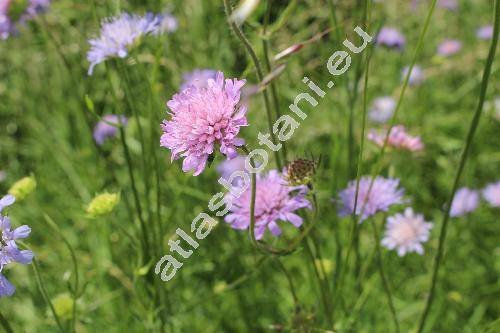 Knautia arvensis (L.) Coult. (Scabiosa arvensis L., Knautia communis Gord., Trichera communis Prodr.)