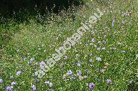 Knautia arvensis (L.) Coult. (Scabiosa arvensis L., Knautia communis Gord., Trichera communis Prodr.)