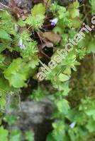 Campanula erinus L. (Wahlenbergia erinus (L.) Link)