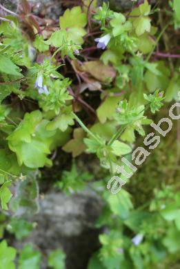 Campanula erinus L. (Wahlenbergia erinus (L.) Link)