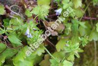 Campanula erinus L. (Wahlenbergia erinus (L.) Link)