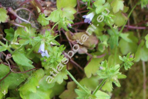 Campanula erinus L. (Wahlenbergia erinus (L.) Link)