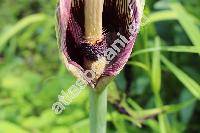 Dracunculus vulgaris Schott (Arum dracunculus L.)