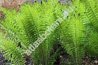 Lastrea limbosperma (All.) Holub (Thelypteris limbosperma (All.) Fuchs, Dryopteris, Polypodium)