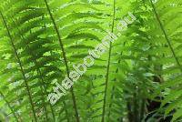 Lastrea limbosperma (All.) Holub (Thelypteris limbosperma (All.) Fuchs, Dryopteris, Polypodium)