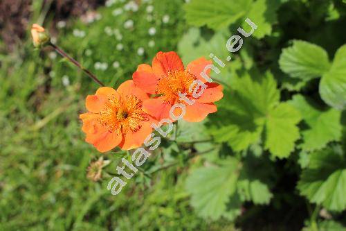 Geum x borisii hort.