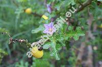 Solanum linnaeanum Hepper et P.-M. L. Jaeger (Solanum sodomeum L.)