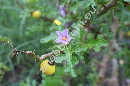 Solanum linnaeanum Hepper et P.-M. L. Jaeger (Solanum sodomeum L.)