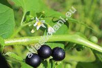 Solanum americanum Mill. (Solanum nigrum var. americanum (Mill.) Schulz)