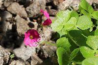 Oxalis bowiei Herb. ex Lindl. (Oxalis vigilans L., Oxalis purpurata var. bowiei (Herb. ex Lindl.) Sond.)