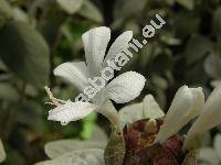 Barleria albostellata Clarke