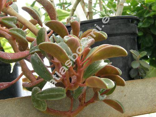 Peperomia graveolens Rauh et Barth.