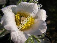 Pulsatilla albana (Stev.) Bercht. et J. Presl (Anemone albana Stev.)