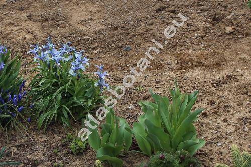 Iris aucheri (Bak.) Sealy (Juno aucheri (Bak.) Klatt, Xiphion aucheri Bak.)