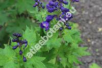 Delphinium elatum L. (Delphinastrum elatum (L.) Spach)