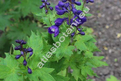 Delphinium elatum L. (Delphinastrum elatum (L.) Spach)