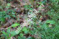 Poa nemoralis L. (Poa pratensis agg., Agrestis alba Kuntze, Agrostis)