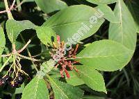 Hamelia patens Jacq. (Hamelia erecta Jacq.)