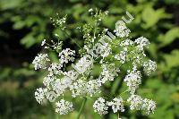 Chaerophyllum aureum L. (Myrrhis aurea All., Scandix aurea Roth, Selium aureum Krause)