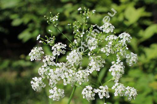 Chaerophyllum aureum L. (Myrrhis aurea All., Scandix aurea Roth, Selium aureum Krause)