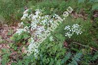 Chaerophyllum aureum L. (Myrrhis aurea All., Scandix aurea Roth, Selium aureum Krause)