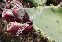 Opuntia humifusa (Raf.) Raf. (Opuntia compressa Macbr., Opuntia calcicola Wherry, Opuntia cumulicola Small)