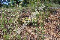 Opuntia humifusa (Raf.) Raf. (Opuntia compressa Macbr., Opuntia calcicola Wherry, Opuntia cumulicola Small)